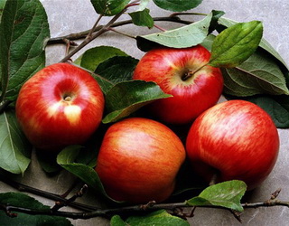 На Вінничині за європейські кошти створять яблуневий кластер
